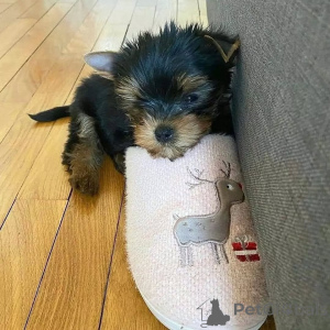 Foto №1. yorkshire terrier - zum Verkauf in der Stadt Helsinki | 640€ | Ankündigung № 163056