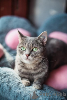 Foto №1.  - zum Verkauf in der Stadt Chimki | Frei | Ankündigung № 159485