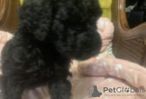 Foto №2 zu Ankündigung № 128840 zu verkaufen alaskan malamute - einkaufen Finnland züchter