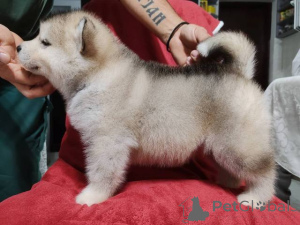 Foto №3. Welpen des Alaskan Malamute. Serbien