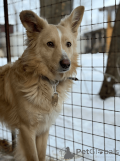 Foto №2 zu Ankündigung № 135203 zu verkaufen mischlingshund - einkaufen Russische Föderation 