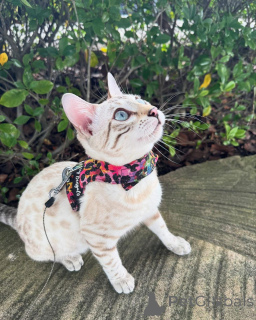 Foto №1. bengal katzenrasse - zum Verkauf in der Stadt Kri. | 750€ | Ankündigung № 152739