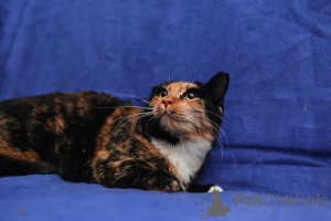 Foto №3. SÜßES SUCHT DRINGEND EIN ZUHAUSE!!!. Weißrussland