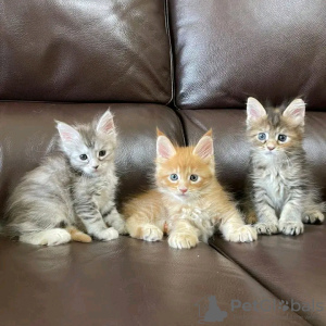 Foto №1. maine-coon-katze - zum Verkauf in der Stadt Рино | 379€ | Ankündigung № 118298