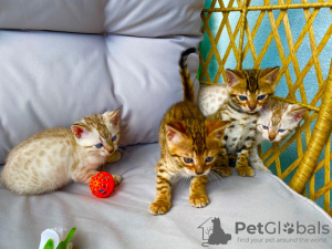 Foto №1. bengal katzenrasse - zum Verkauf in der Stadt Passau | 350€ | Ankündigung № 63755