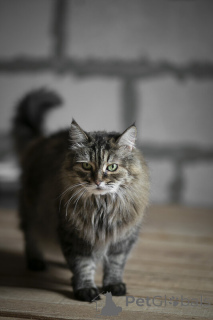 Foto №3. Jede Katze braucht ein Haus.. Russische Föderation