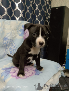 Foto №2 zu Ankündigung № 125425 zu verkaufen amerikanischer staffordshire terrier - einkaufen Russische Föderation züchter