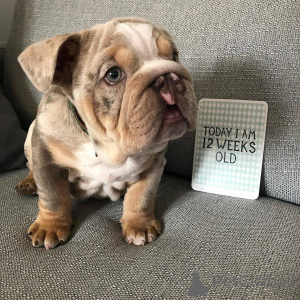 Foto №1. englische bulldogge - zum Verkauf in der Stadt Los Angeles | 797€ | Ankündigung № 135105
