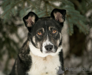 Foto №1. mischlingshund - zum Verkauf in der Stadt Москва | Frei | Ankündigung № 94568