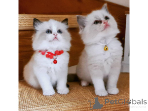 Foto №1. ragdoll-katze - zum Verkauf in der Stadt Willebroek | verhandelt | Ankündigung № 160492