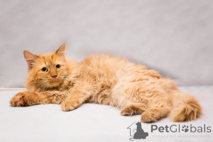 Foto №2 zu Ankündigung № 165231 zu verkaufen  - einkaufen Russische Föderation quotient 	ankündigung