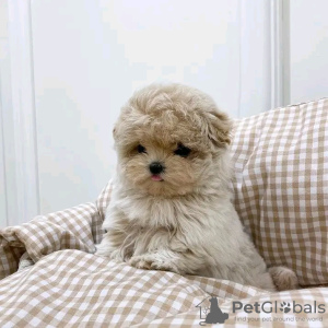 Foto №3. Maltipoo-Welpen suchen ein neues Zuhause. Business WhatsApp 37256062792. Finnland