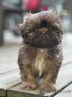 Foto №3. ShihTzu-Welpen. Deutschland