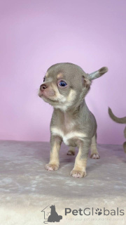 Foto №2 zu Ankündigung № 175424 zu verkaufen chihuahua - einkaufen Litauen quotient 	ankündigung, züchter