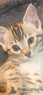 Foto №2 zu Ankündigung № 132058 zu verkaufen bengal katzenrasse - einkaufen Saudi-Arabien züchter