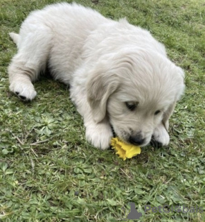 Foto №1. golden retriever - zum Verkauf in der Stadt Montreal | verhandelt | Ankündigung № 42615