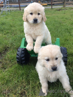 Foto №2 zu Ankündigung № 114188 zu verkaufen golden retriever - einkaufen Deutschland quotient 	ankündigung