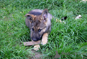 Foto №4. Ich werde verkaufen mischlingshund in der Stadt Minsk. quotient 	ankündigung - preis - Frei