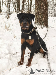 Foto №4. Ich werde verkaufen rottweiler in der Stadt Москва. quotient 	ankündigung - preis - Frei