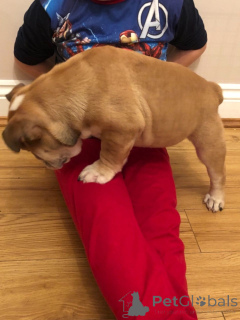 Foto №4. Ich werde verkaufen englische bulldogge in der Stadt Mataró. quotient 	ankündigung, züchter - preis - 550€