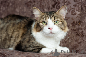 Foto №2 zu Ankündigung № 149216 zu verkaufen  - einkaufen Weißrussland quotient 	ankündigung