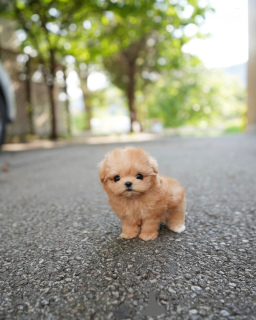 Foto №2 zu Ankündigung № 158250 zu verkaufen maltipu - einkaufen Finnland züchter