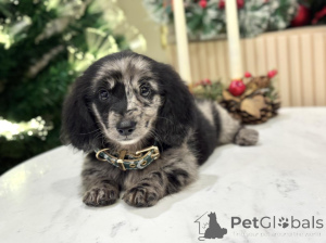 Foto №3. Lernen Sie Oscar kennen, klein von der Größe, stark im Herzen! Verspielt, treu. Schweiz