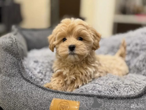 Foto №3. Malteser, Welpe. Deutschland