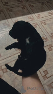 Foto №3. Pitbull USA.. Kirgisistan