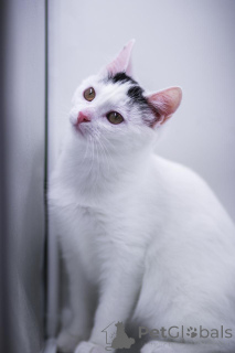 Foto №3. Baby Curla ist in guten Händen!. Russische Föderation