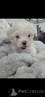 Foto №3. Maltipoo x Coton de Tulear. USA