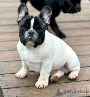 Foto №1. französische bulldogge - zum Verkauf in der Stadt Madrid | Frei | Ankündigung № 174694