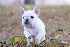 Zusätzliche Fotos: Französische Bulldoggenwelpen stehen zum Verkauf