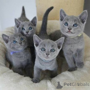 Foto №3. Standardwelpen der Russian Blue Kittens. Estland
