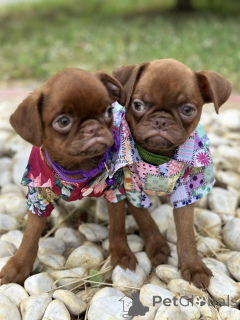 Foto №3. Brüssel Griffon (Schokoladensable glatte Mantel). Serbien