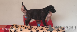 Foto №4. Ich werde verkaufen cane corso italiano in der Stadt Belgrad.  - preis - 220€