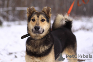 Foto №1. mischlingshund - zum Verkauf in der Stadt Москва | Frei | Ankündigung № 90680