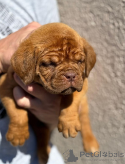 Foto №2 zu Ankündigung № 102896 zu verkaufen dogue de bordeaux - einkaufen Serbien quotient 	ankündigung