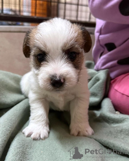 Foto №2 zu Ankündigung № 119731 zu verkaufen jack russell terrier - einkaufen Serbien 