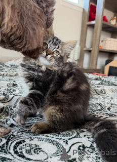 Foto №2 zu Ankündigung № 171092 zu verkaufen sibirische katze - einkaufen Schweden züchter