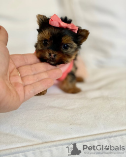 Foto №4. Ich werde verkaufen yorkshire terrier in der Stadt Pittsburgh. züchter - preis - 425€