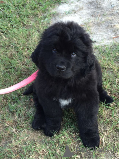 Foto №3. Neufundländer. Deutschland