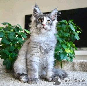 Foto №2 zu Ankündigung № 120783 zu verkaufen maine-coon-katze - einkaufen Deutschland quotient 	ankündigung