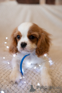 Foto №2 zu Ankündigung № 43857 zu verkaufen cavalier king charles spaniel - einkaufen Polen quotient 	ankündigung