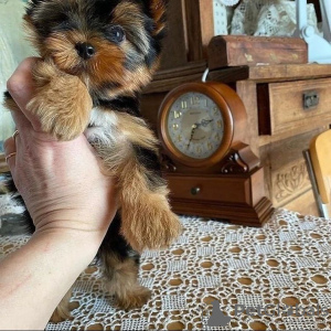 Foto №2 zu Ankündigung № 43029 zu verkaufen yorkshire terrier - einkaufen Deutschland quotient 	ankündigung