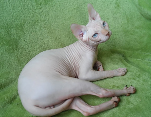 Foto №2 zu Ankündigung № 5080 zu verkaufen sphynx cat - einkaufen Ukraine vom kindergarten