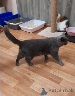 Foto №4. Ich werde verkaufen britisch kurzhaar in der Stadt Balashikha. quotient 	ankündigung - preis - Frei