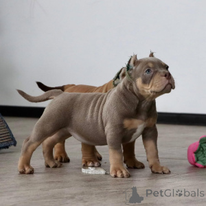 Foto №2 zu Ankündigung № 147456 zu verkaufen american bully - einkaufen Deutschland quotient 	ankündigung