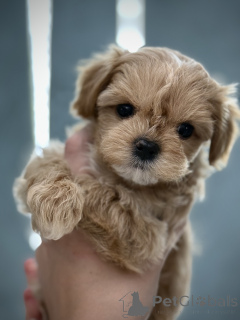 Foto №2 zu Ankündigung № 146977 zu verkaufen maltipu - einkaufen Ukraine züchter