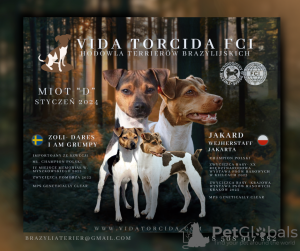 Foto №1. terrier brasileiro - zum Verkauf in der Stadt Кельце | 1150€ | Ankündigung № 84658
